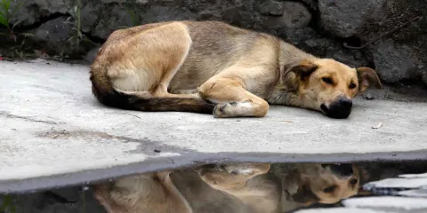 Perros en situación de calle en CDMX: abandono y maltrato van en aumento