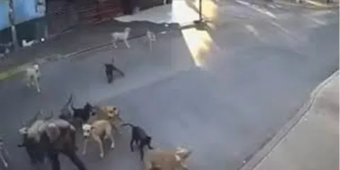 VIDEO FUERTE. Jauría de 15 perros ATACAN a mujer de 79 años