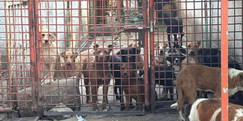 Rescate de casi mil animales en Refugio Franciscano expone maltrato a perros y gatos